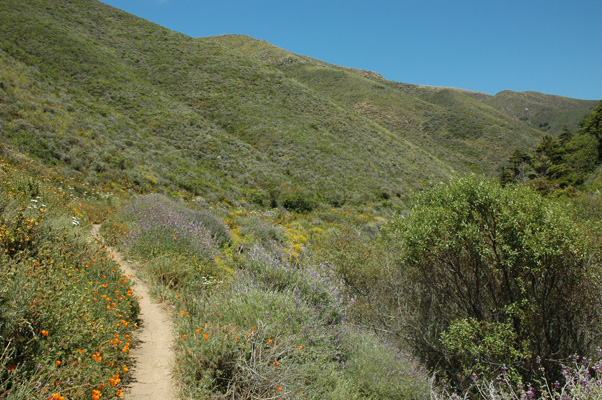Soberanes Canyon 060.jpg
